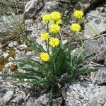 Scorzonera austriaca Flor