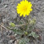 Crepis capillaris Облик