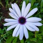 Osteospermum ecklonis花