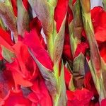 Gladiolus communis Floare