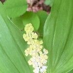 Maianthemum racemosum Blüte