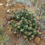 Codia triverticillata Hábito