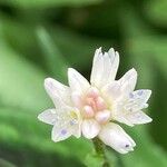 Persicaria chinensis Flower