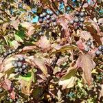 Cornus sanguinea Плод