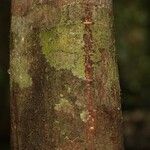 Abarema gallorum Ŝelo