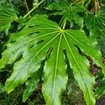 Fatsia japonica Leaf