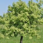 Pyrus nivalis Habitus