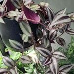 Tradescantia zebrina برگ