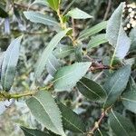 Salix purpurea Leht