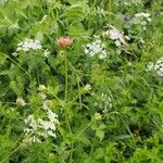 Astrantia maxima Habit