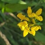 Lotus pedunculatus Blüte