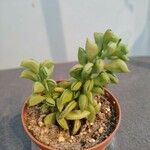 Peperomia dolabriformis Liść