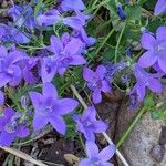 Campanula poscharskyanaBlüte