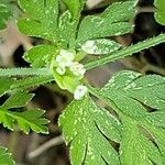 Chaerophyllum tainturieri Flower