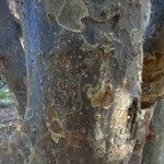 Parrotia subaequalis Corteza