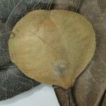 Terminalia lucida Máis