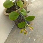 Euphorbia bracteata Virág