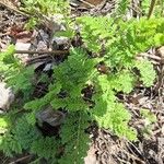 Artemisia annua Φύλλο