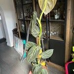 Philodendron melanochrysum Blad