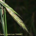 Ceratochloa carinata Fruct