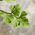 Asplenium lepidum Hedelmä