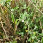 Justicia heterocarpa Bloem