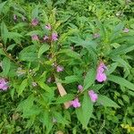 Impatiens balsaminaDeilen