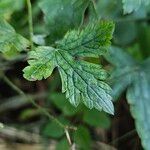 Geranium versicolor Liść