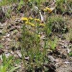 Linum capitatum Habit