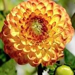 Dahlia pinnata പുഷ്പം