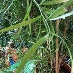 Asparagus falcatus Blatt