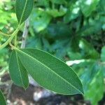 Agarista salicifolia Leaf