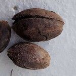 Carya illinoinensis Fruit