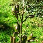 Aconitum napellus Gyümölcs