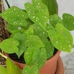 Caladium bicolor Leaf