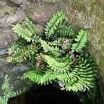 Asplenium marinum Leaf