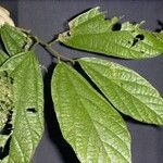 Quararibea bracteolosa Otro