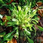 Centaurea nigrescens Характер