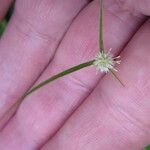 Rhynchospora colorata Λουλούδι
