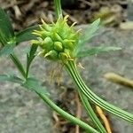 Trollius chinensis ഫലം