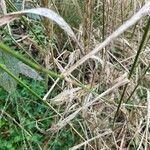 Elymus virginicus چھال