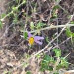 Solanum arundo Цвят