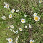 Leucanthemum heterophyllum Žiedas