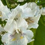 Catalpa speciosa Flower