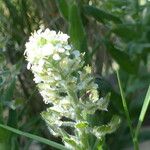 Lepidium hirtum Blüte