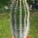 Pachycereus pringlei Leaf