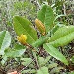 Austrobuxus rubiginosus Leaf