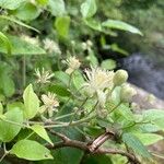 Clematis flammulaBlomst