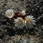 Lewisia rediviva Habitatea