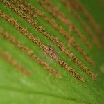 Asplenium hemionitis Fruitua